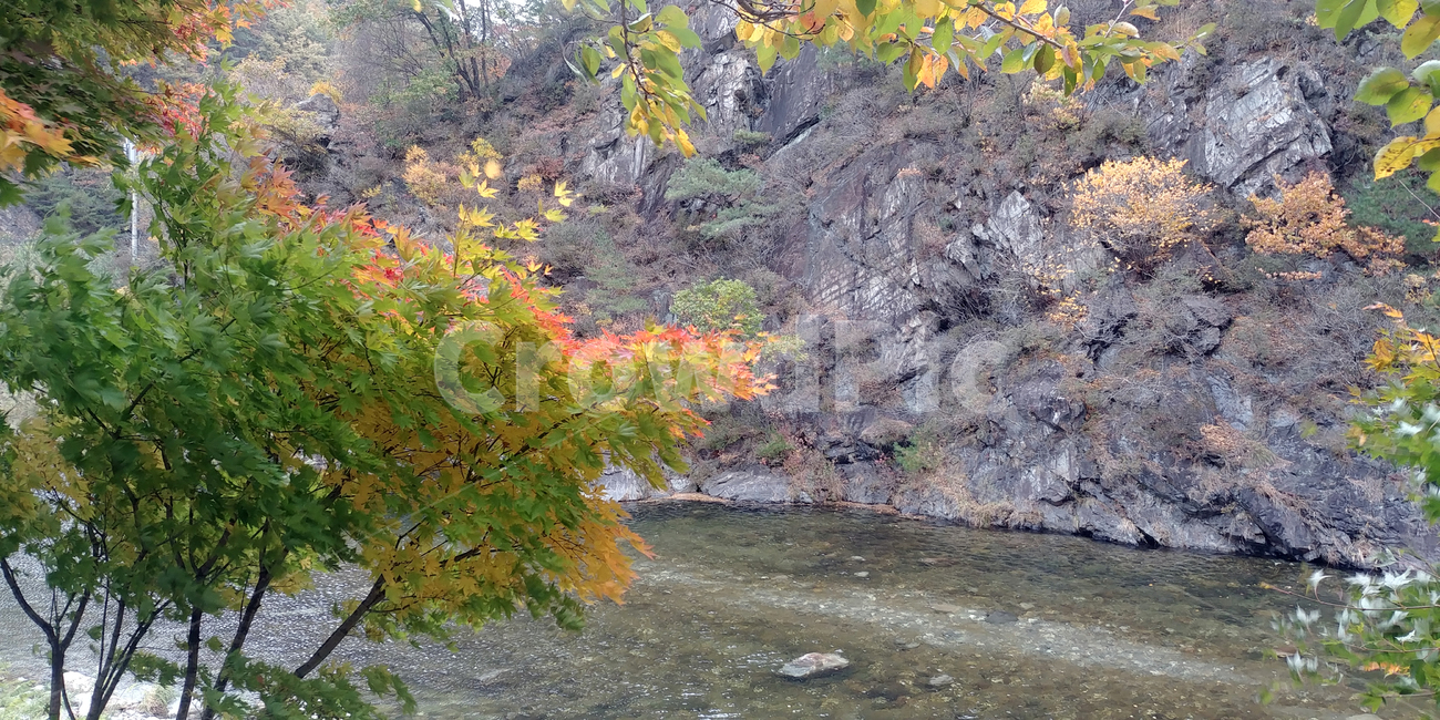 식물,나무,단풍,물,water,tree,울긋불긋,plant,가을,계절,fall,autumn,season