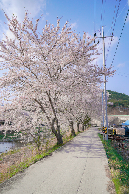 cherryblossoms,벚꽃,봄,꽃,꽃축제,순천만정원,순천,서천,시골,시골길,한적,핑크,분홍,산책,봄,계절,spring,season,자연,풍경,nature,landscape,한국자연풍경,한국자연경관,korea nature landscape,시골,마을,country,rural,town,plant,식물