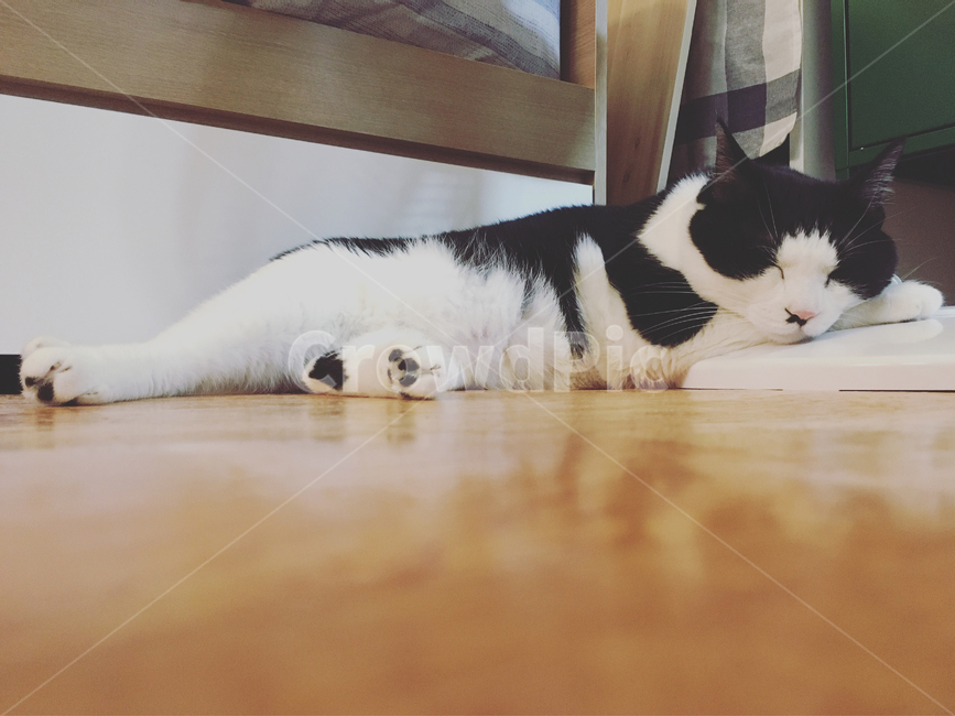 고양이,코숏,반려동물,반려묘,동물,방바닥,바닥,눕기,휴식,잠,낮잠,휴일,감성사진,감성