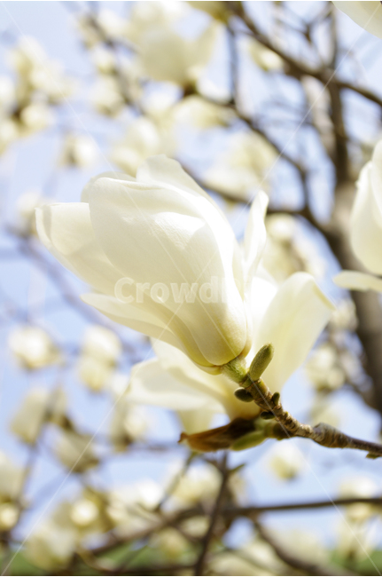 목련,목련나무,식물,꽃,하얀꽃,꽃봉오리,봄,flower,spring,봄,계절,spring,season,식물,자연,plants,nature,꽃,flower,petal,꽃잎,plant,blossom
