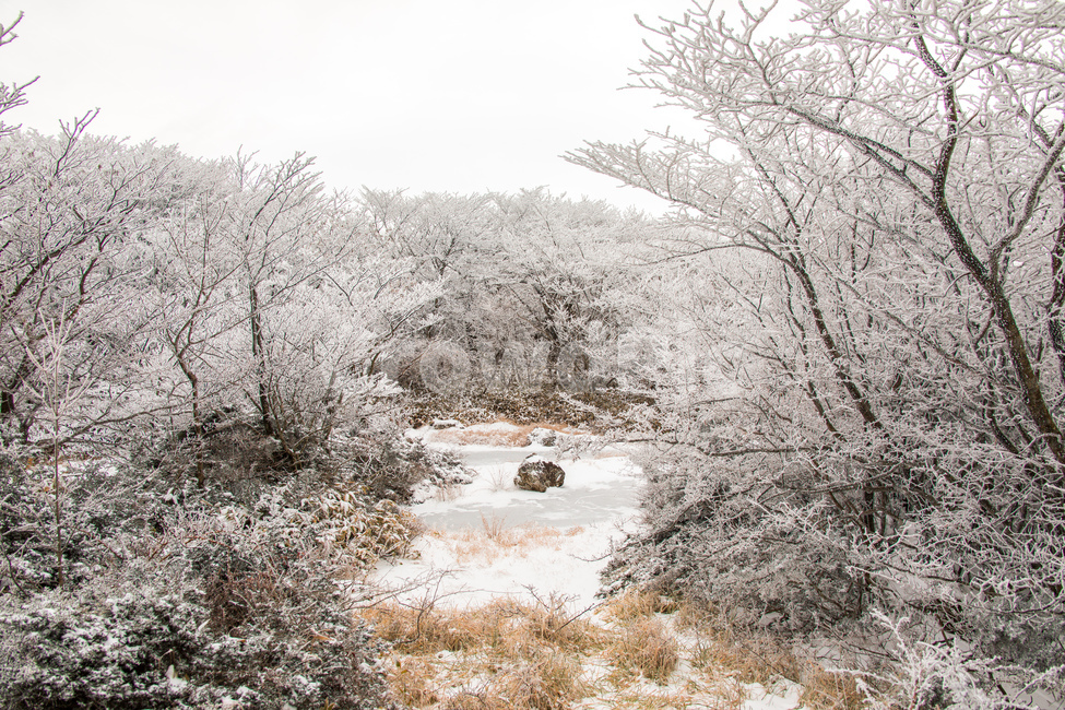 눈,설경,한라산설경,풍경,snow,landscape,1100고지,겨울,계절,winter,season,자연,풍경,nature,landscape,outdoors,옥외