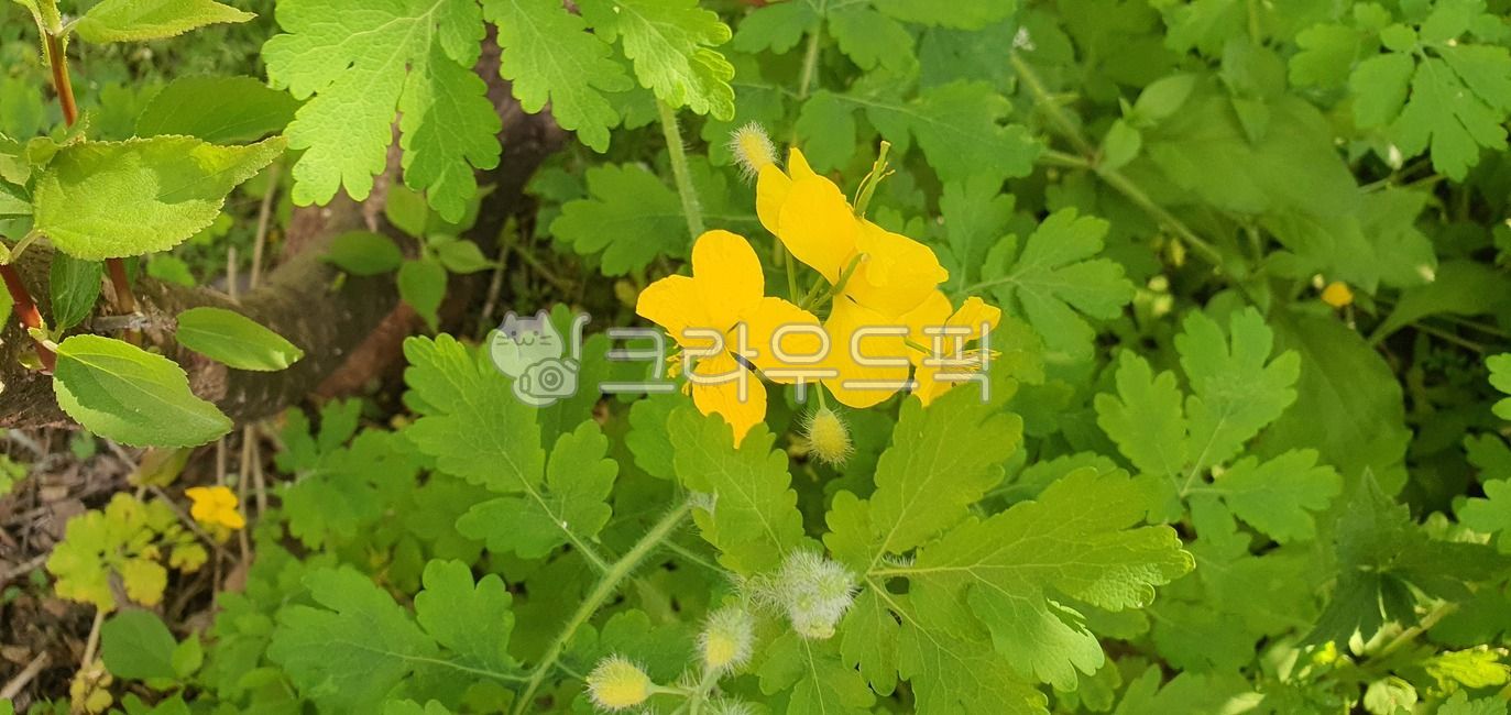 풀,애기똥풀,애기똥풀꽃,꽃,잎사귀,herbs