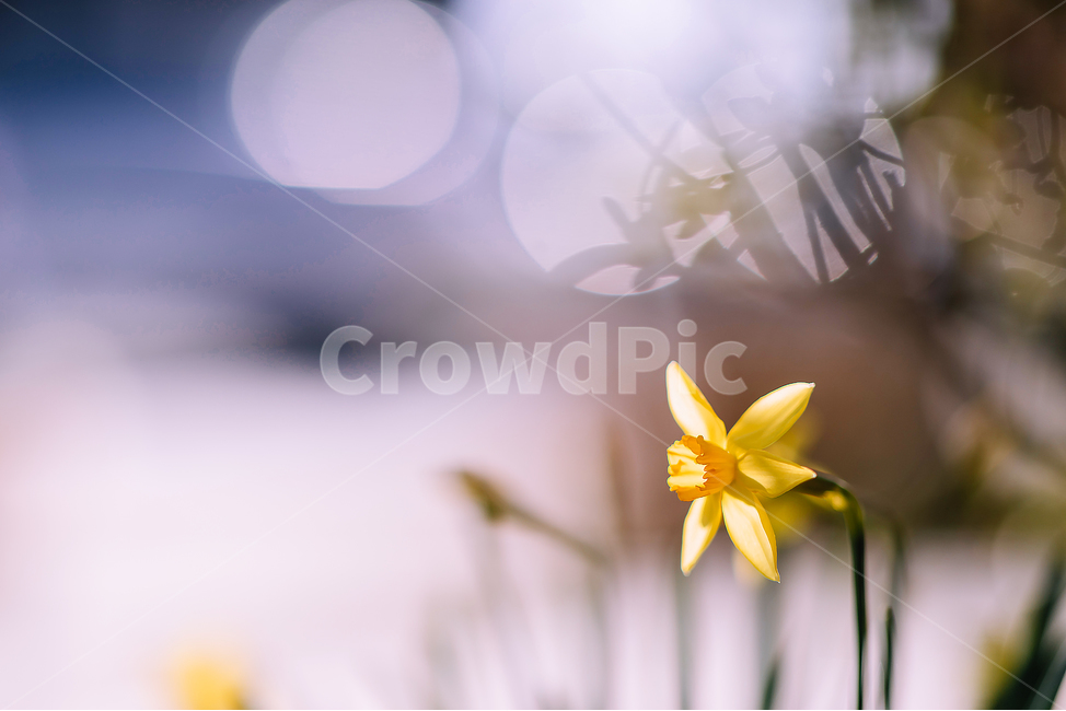 수선화,narcissus,봄꽃,plant,식물,노랑