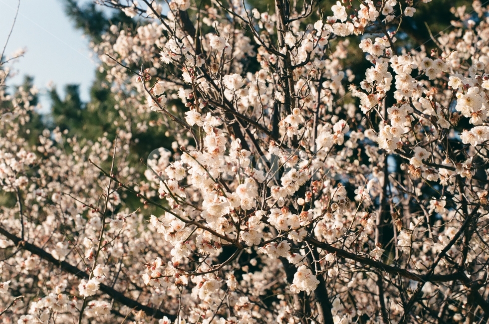 벚꽃,꽃,오후,나무,cherry,blossoms,day,tree,자연,nature,flower