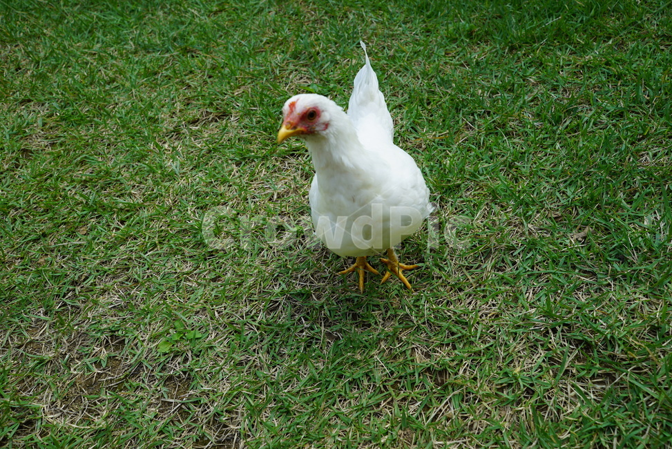 poultry,가금류,chicken,치킨,fowl,동물,animal,bird,새,닭,동물복지