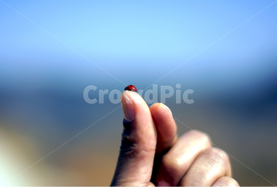 무당벌레,손,하늘,봄,손가락,점,빨강,봄,계절,spring,season,동물,animal,곤충,벌레,insect,bug,finger