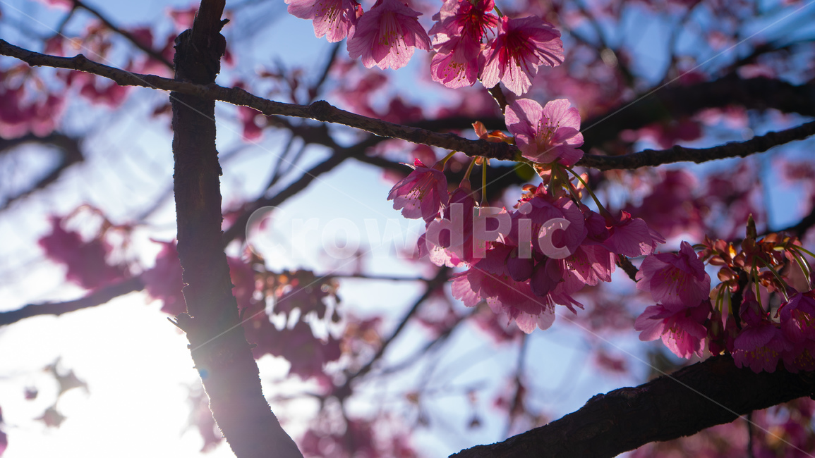 plant,식물,blossom,flower,꽃,벚꽃,햇빛,자연,식물,자연,plants,nature,꽃,flower