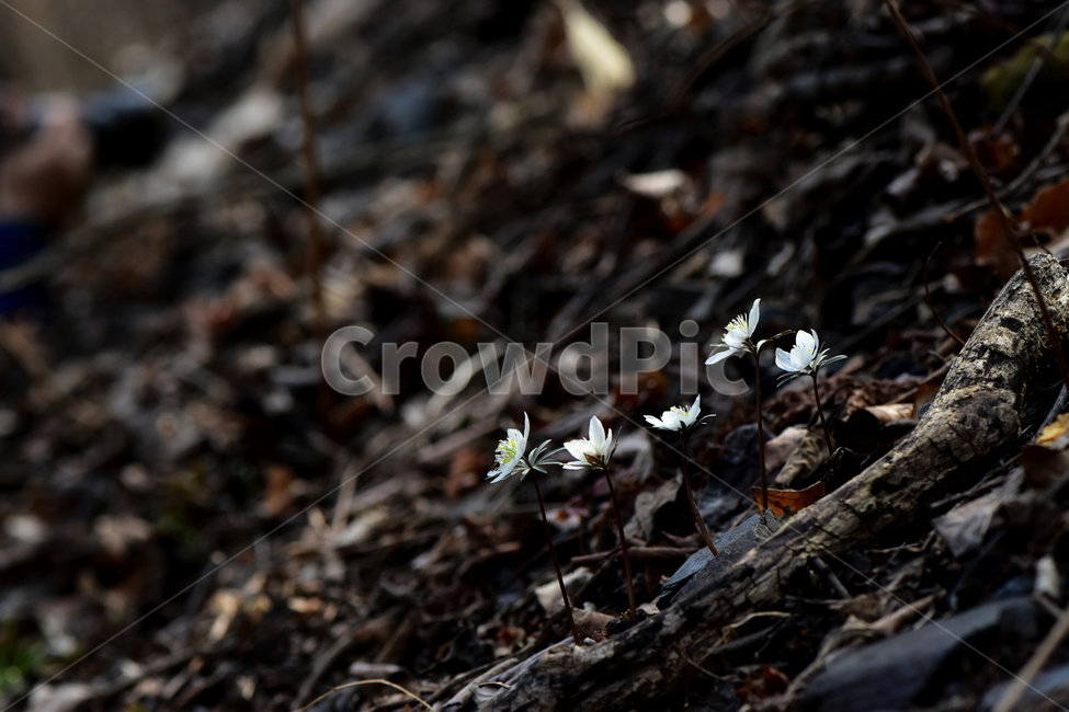 변산바람꽃,야생화,봄,꽃,흰색,자연,식물,식생,봄의전령사,풀꽃,미나리아재비과,plants,nature,spring,season,flower,식물,자연,plants,nature,꽃,flower