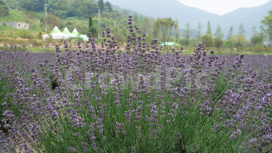 라벤더,사라실라벤더,러밴더축제,꽃,꽃사진,식물,자연,plants,nature,꽃,flower