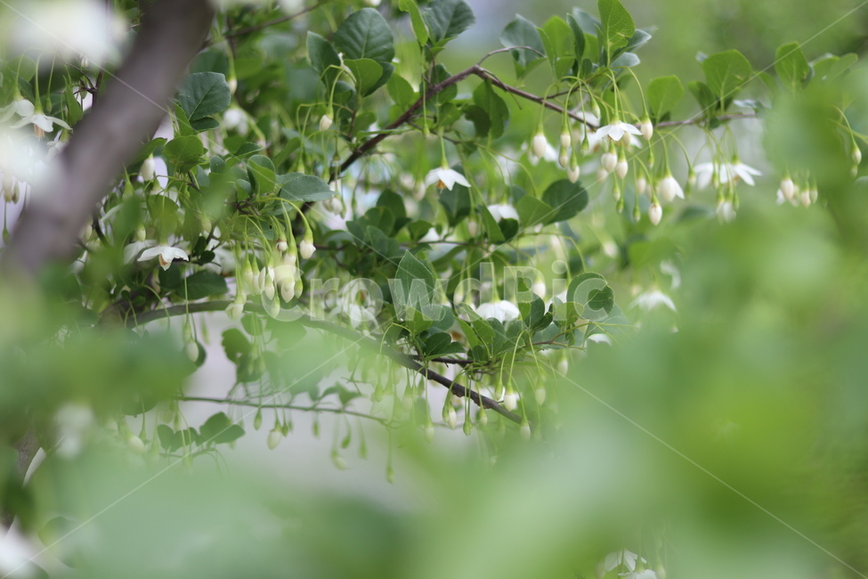 때죽나무꽃,흰색,꽃봉오리,봄,낮,봄,계절,spring,season,식물,자연,plants,nature,꽃,flower,leaf,잎,plant