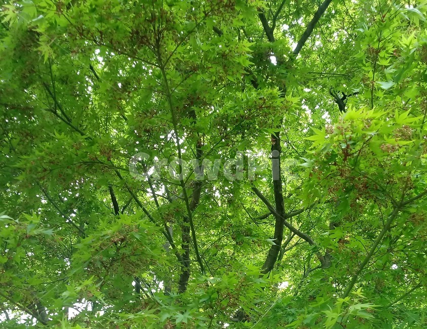 단풍나무,식물,자연,maple,낙엽활엽관목,풍경,숲