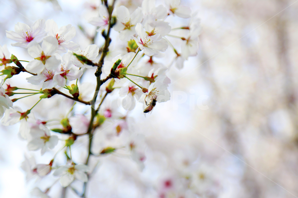 봄,벚나무,벚꽃,봄꽃,spring,식물,봄,계절,spring,season,식물,자연,plants,nature,꽃,flower,동물,animal,곤충,벌레,insect,bug,plant,blossom,cherry blossom