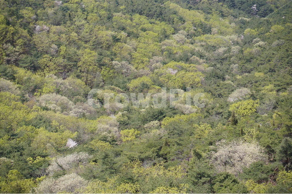 산,나무잎,봄,연두,맑음,오후,파릇파릇,자연,풍경,nature,landscape,한국자연풍경,한국자연경관,korea nature landscape,vegetation,초목,plant,식물,bush,부시,outdoors,옥외,rainforest,열대 우림,land,땅,tree,나무,forest,숲,woodland,삼림지,jungle,밀림