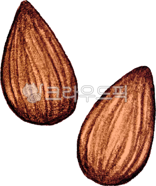 견과류,견과,건강,저속노화,씨앗,너츠,너트,불포화지방,불포화지방산,지방,넛츠,오메가3,저속노화식단,기름,간식,장수,드로잉,손그림,연필,스케치,아몬드