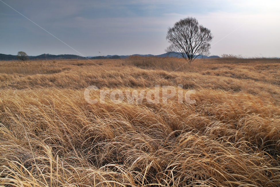 우음도,왕따나무,시화호,화성시,간척지,갈대밭,초원,자연,자연,풍경,nature,landscape