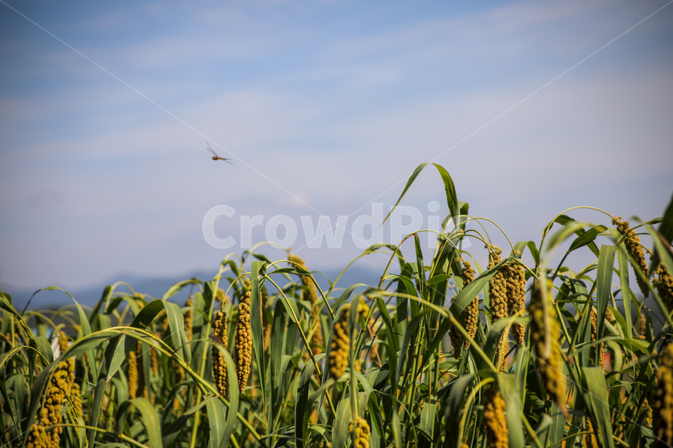 잠자리,가을풍경,푸른하늘,수확,마을풍경,가을,계절,fall,autumn,season,곡류,곡식,cereals,grass,잔디,plant,식물
