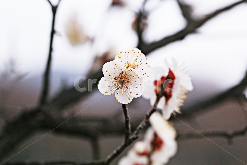 매화,매화꽃,꽃,매화나무,자연,배경,자연,풍경,nature,landscape,식물,plants,꽃,flower,나무,trees,wood,plant,pollen,화분