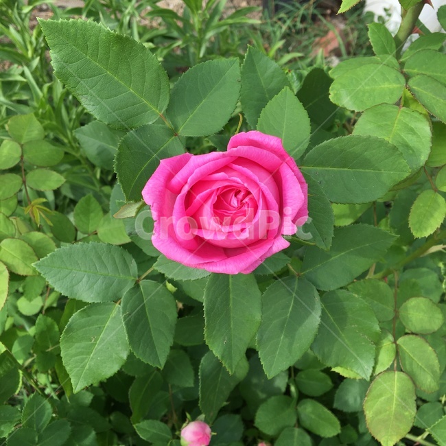 꽃,장미꽃,분홍장미,flower,rose