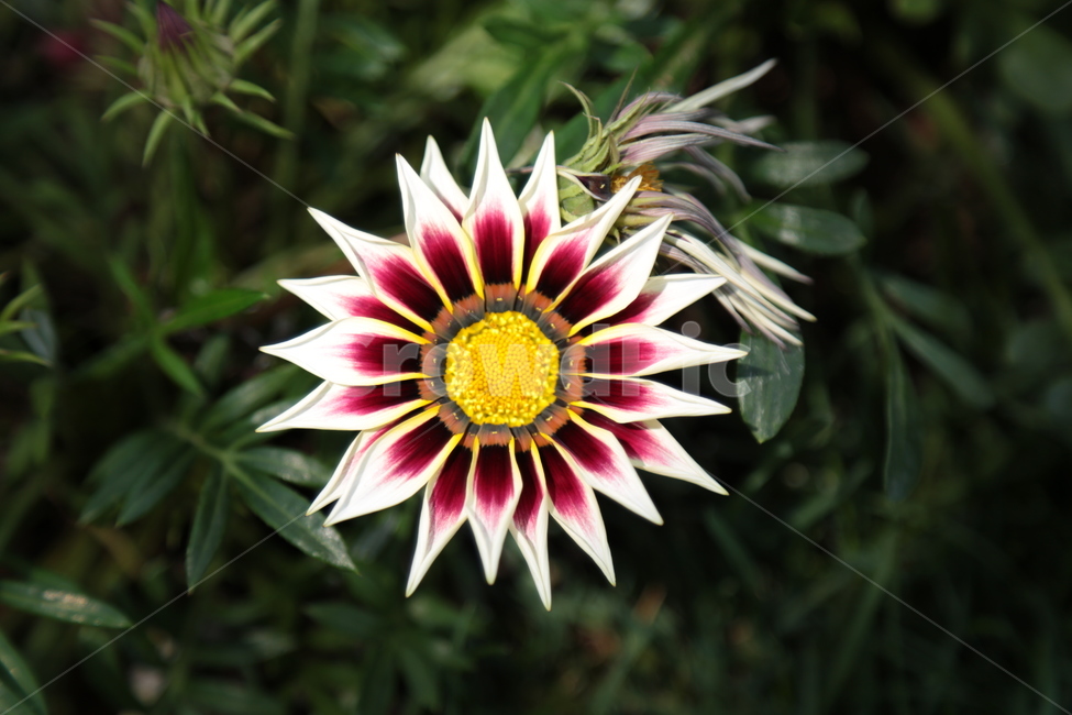 꽃,한송이,자연,아름다운,상징,식물,자연,plants,nature,꽃,flower