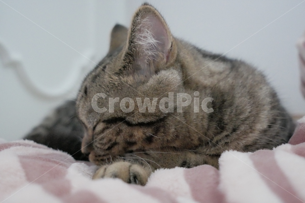 고양이,개냥이,동물,표정,얼굴,귀여운,동물,animal,포유류,mammal,고양이,cat,kitten,kitty