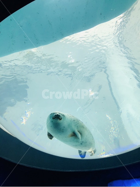 아쿠아리움,물개,물범,바다표범,바다사자,남극,북극,동물,해양생물,바다,sea,seal