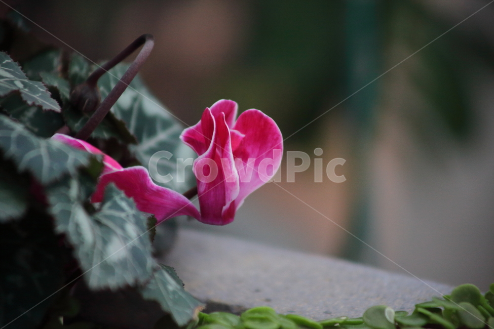 시클라멘,꽃,식물,cyclamenpersicum,flower,식물,자연,plants,nature,꽃,flower