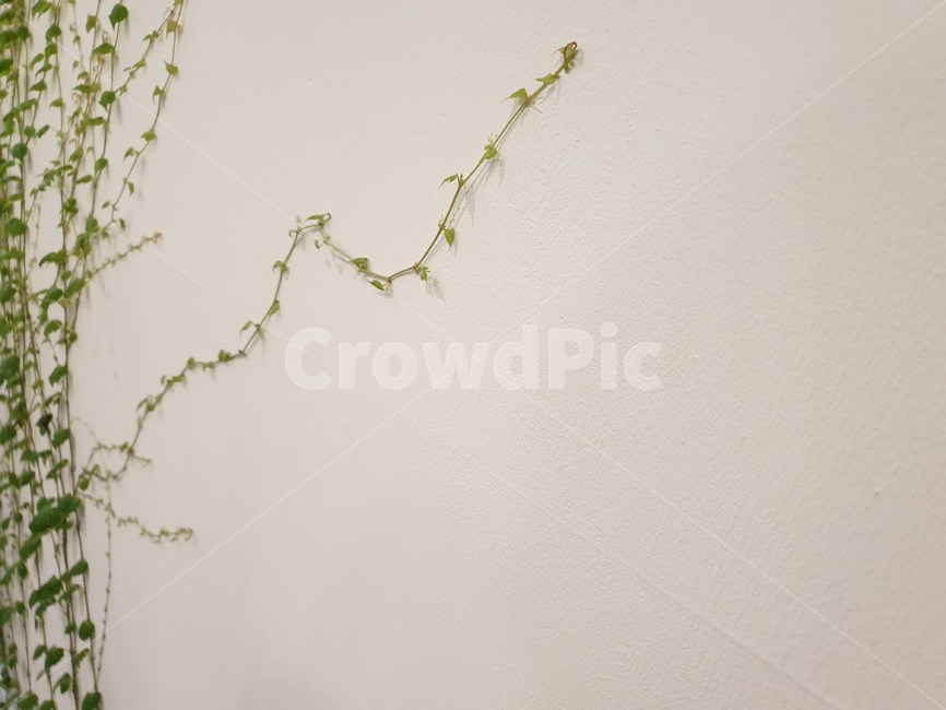 plant,여백,하얀,백그라운드,넝쿨,식물,여름