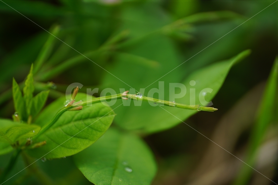 식물,자연,줄기,이파리,물방울,이슬,아침이슬,plant,plants,nautre,waterdrop,풍경,landscape,bubble,dew,dewdrop,그린,green,녹색,감성,감성사진,힐링,힐링사진,feel,feeling,느낌,분위기,가을,autumn,fall,snap,snpshot,스냅,스냅사진,스넵,스넵사진,경치,한국,korea,한국자연,야생식물,식물,자연,plants,nature