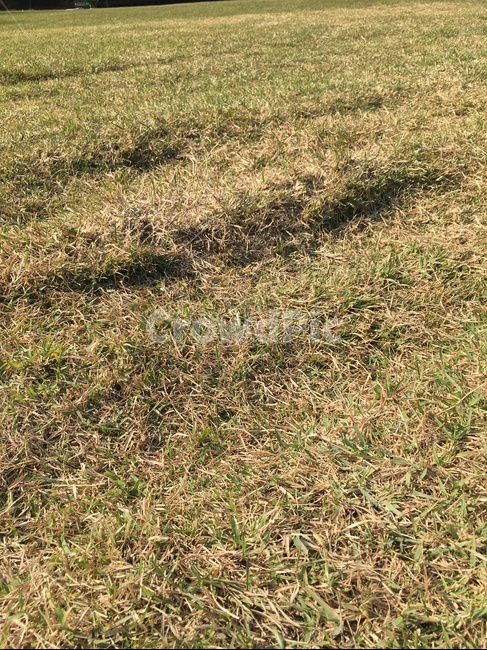 ground,바닥,plant,식물,grass,잔디