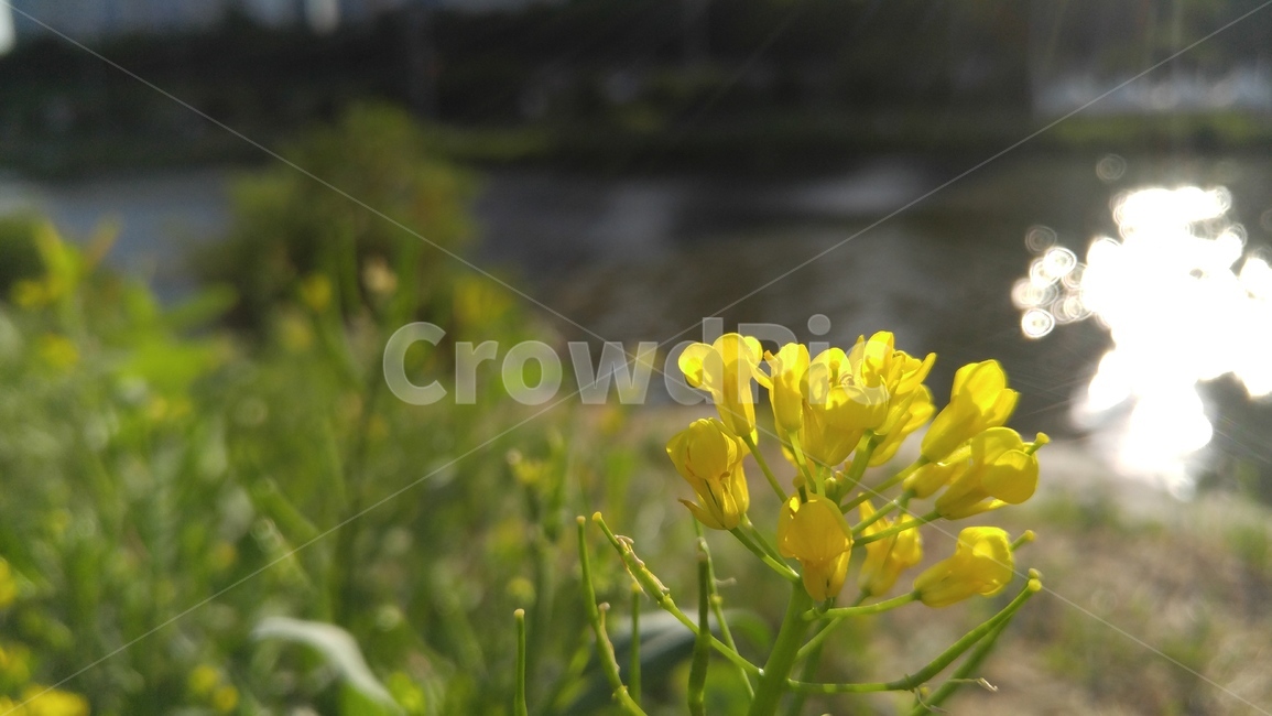 유채꽃,꽃,노랑꽃,노랑색,식물,계절,감성,배경,rapeflower,flower,yellow,flant,season,emotional,background