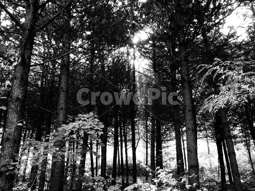 숲,나무,안개,그림자,새벽,식물,자연,plants,nature,나무,trees,wood,흑백,모노톤,monochrome,black and white