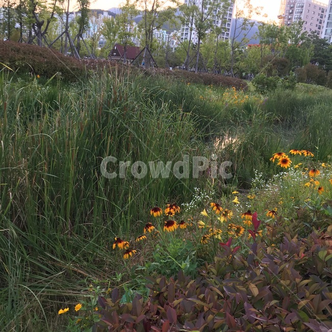 공원,풀숲,갈대,풍경,해바라기