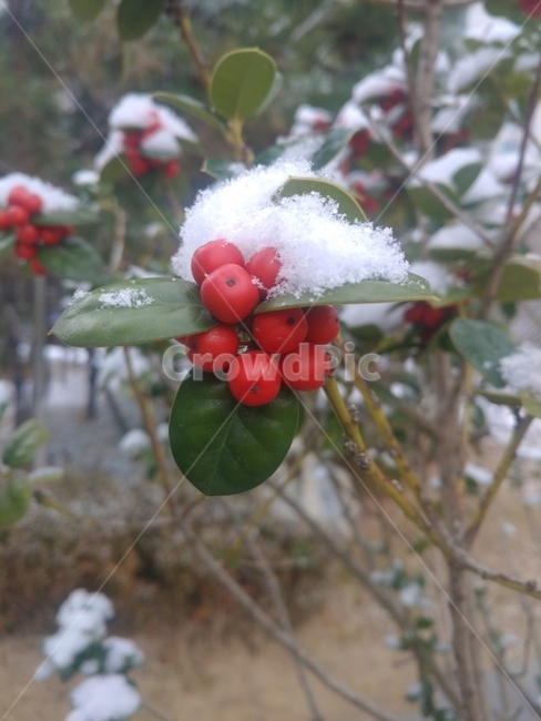 열매,빨간색,눈,눈꽃,나무,초록,잎,흰색,겨울,겨울,계절,winter,season,과일,열매,fruit