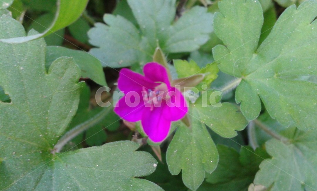 blossom,꽃,plant,식물,flower,핫핑크,식물,자연,plants,nature