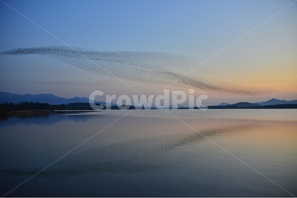동림지,동림지가창오리,가창오리,가창오리군무,동림지황혼,nature,자연,outdoors,옥외,water,물,flock,대군,animal,동물,자연,풍경,nature,landscape