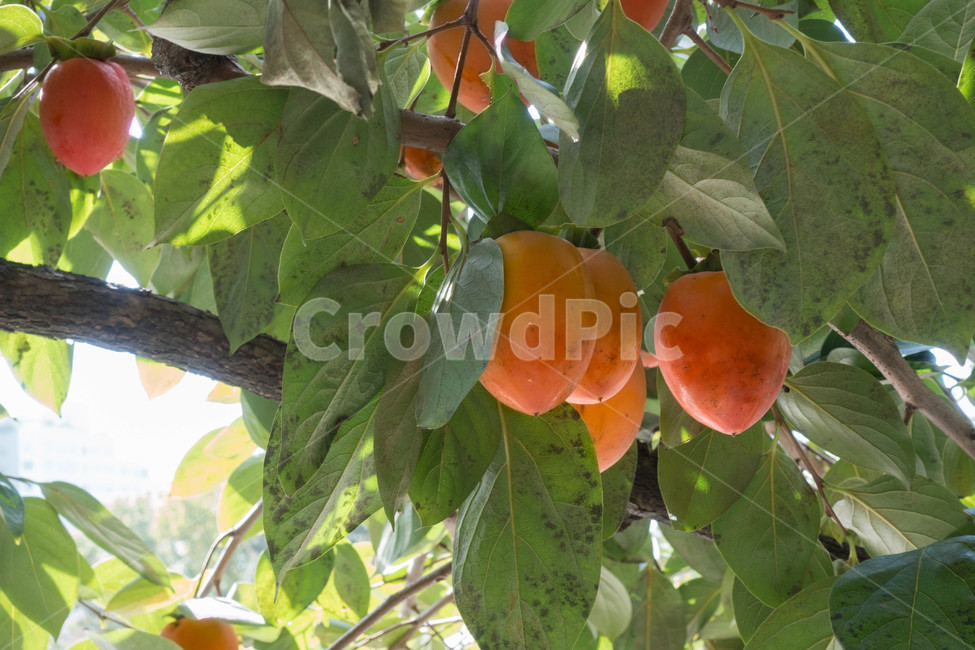자연,가을,autumn,nature,plant,식물,fruit,과일,apricot,생산액,food,과일,열매,fruit