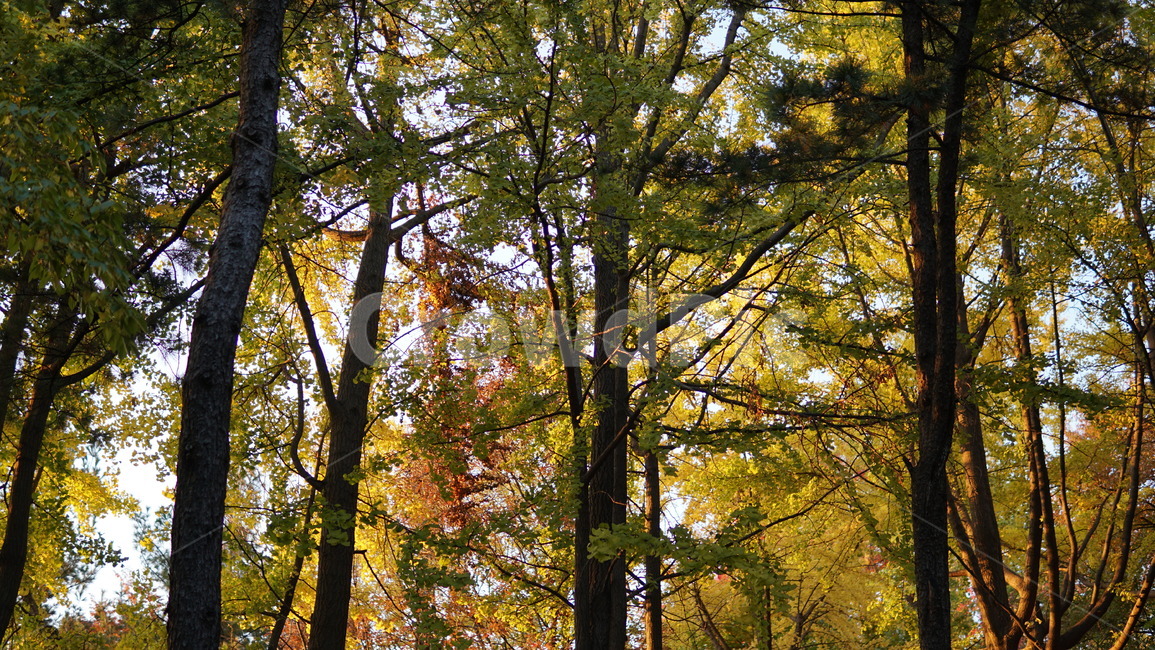 자연,감성,가을,숲,나무,단풍,가을,계절,fall,autumn,season,자연,풍경,nature,landscape,식물,plants,나무,trees,wood,tree,plant,tree trunk,나무 줄기