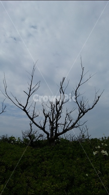 나무,하늘,풀,자연,풍경,자연,풍경,nature,landscape,식물,plants,나무,trees,wood
