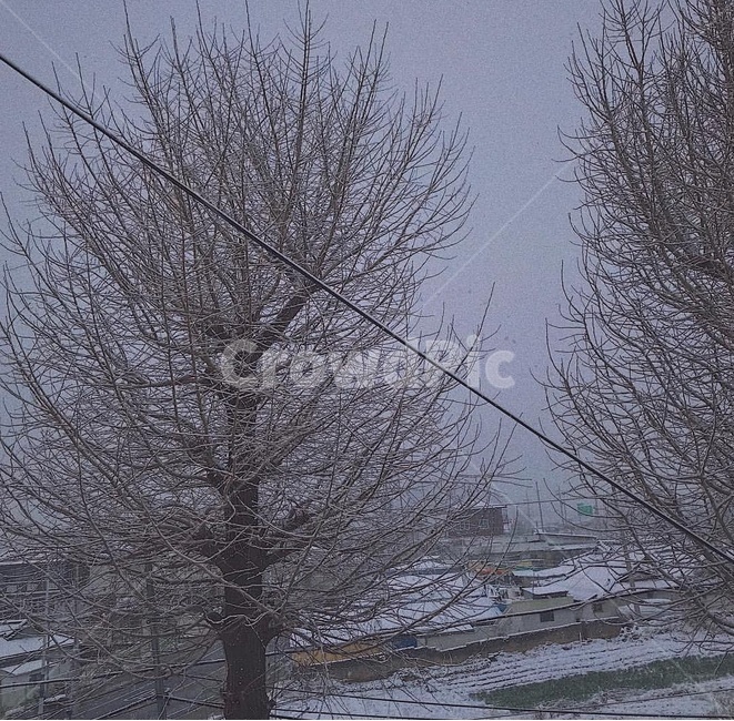 눈,겨울,나무,트리,전깃줄,겨울,계절,winter,season,시골,마을,풍경,landscape,country,rural,town,식물,자연,plants,nature,나무,trees,wood