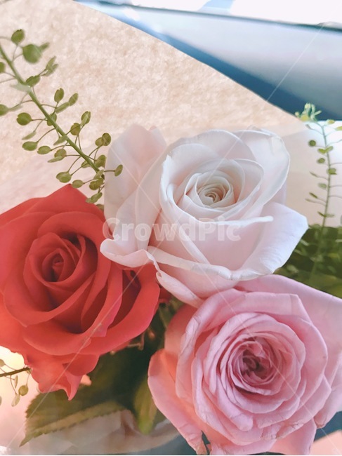 장미,꽃,장미꽃,아름다운,백장미,꽃,flower,기념일,축하,anniversary,congratulation,celebrate,celebration