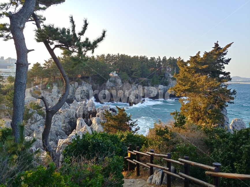 바다,절경,풍경,바위,나무,강원도,산책길,자연,풍경,nature,landscape,한국자연풍경,한국자연경관,korea nature landscape,tree,plant,식물,abies,아비,fir,전나무