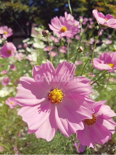 꽃,코스모스,가을,들판,flower