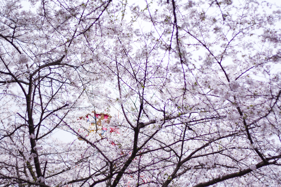 벚,벚꽃,식물,나무,꽃,꽃잎,봄,plant,petal,flower,blossom,cherryblossom,식물,자연,plants,nature,꽃,flower