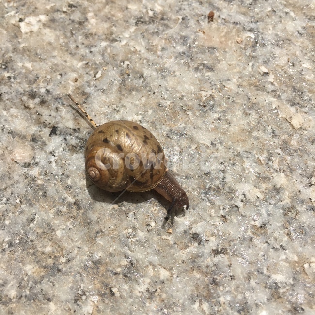 달팽이,비온뒤,snail,땅,곤충,자연,nature,사물,동물,animal
