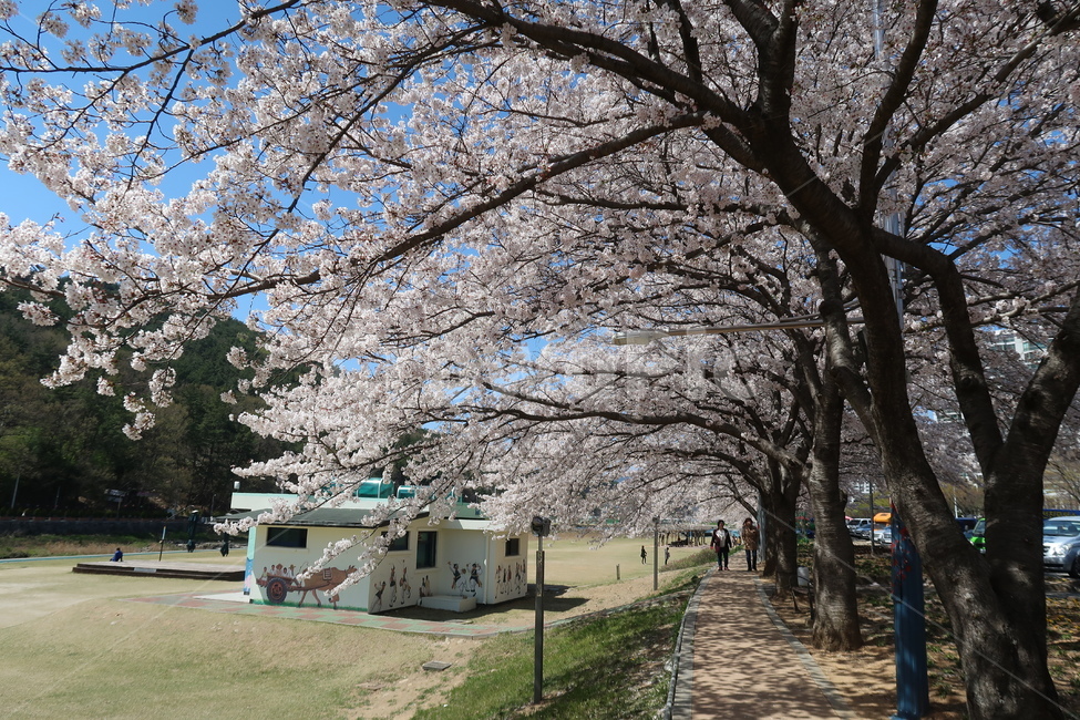 벚꽃,봄,사람,풍경,3월,4월,blossom,flower,꽃,plant,cherryblossom,자연,나무,꽃나무,한국