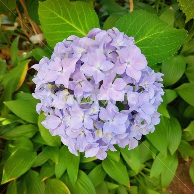자연,힐링,수국,꽃,감성,연보라색꽃
