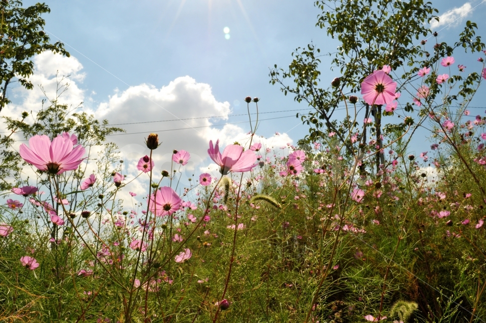 코스모스,가을,꽃,디자인,풍경,가을,계절,fall,autumn,season,식물,자연,plants,nature,꽃,flower