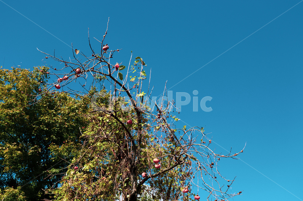plant,식물,tree,나무,감나무,persimmontree,sky,하늘,가을하늘,식물,자연,plants,nature