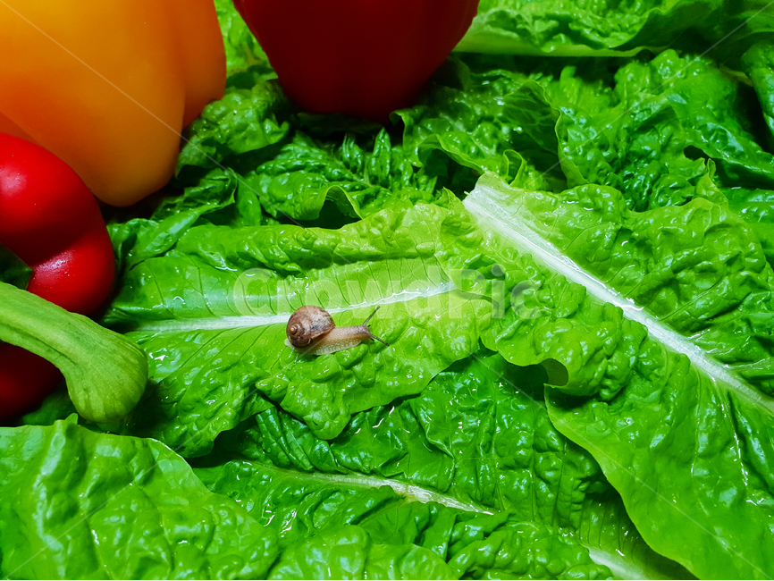 달팽이,상추,채소,야채,유기농,snail,nature,vegetable,green,fresh,red,healthy,salad,vegetables,isolated,cucumber,vegetarian,diet,ingredient,organic,white,paprika,peppers,agriculture,raw,health,leaf,onion,food,lettuce,동물,animal,채소,야채,vegetables