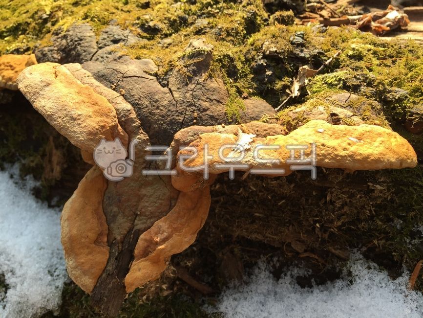 mud mushroom,Wild Sanghwang Mushroom,immunity,Anticancer food,wild mushrooms,woody mud mushroom,situation mushroom